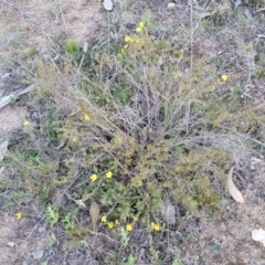 Hibbertia calycina at Aranda, ACT - 15 Sep 2023