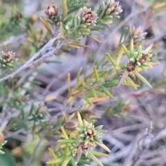 Hibbertia calycina at Aranda, ACT - 15 Sep 2023
