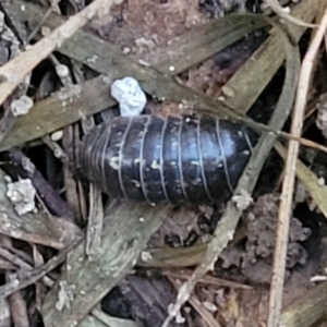 Armadillidium vulgare at Aranda, ACT - 15 Sep 2023 05:52 PM