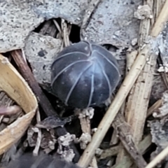 Armadillidium vulgare at Aranda, ACT - 15 Sep 2023 05:52 PM