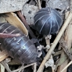 Armadillidium vulgare at Aranda, ACT - 15 Sep 2023