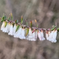 Leucopogon fletcheri subsp. brevisepalus (Twin Flower Beard-Heath) at Flea Bog Flat, Bruce - 15 Sep 2023 by trevorpreston