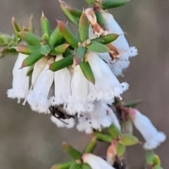 Styphelia fletcheri subsp. brevisepala at Aranda, ACT - 15 Sep 2023