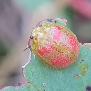 Paropsisterna fastidiosa at Aranda, ACT - 15 Sep 2023