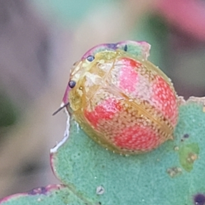 Paropsisterna fastidiosa (Eucalyptus leaf beetle) at Aranda, ACT - 15 Sep 2023 by trevorpreston