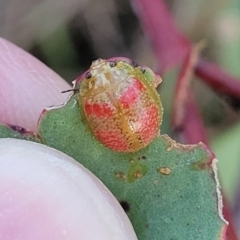 Paropsisterna fastidiosa at Aranda, ACT - 15 Sep 2023