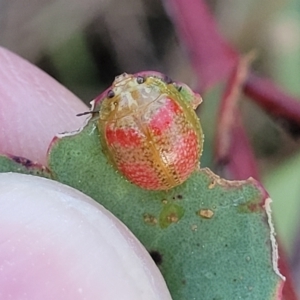 Paropsisterna fastidiosa at Aranda, ACT - 15 Sep 2023