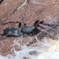 Lampona cylindrata (White-tailed Spider) at Aranda, ACT - 15 Sep 2023 by trevorpreston