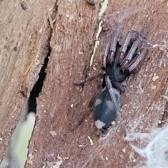 Lampona cylindrata at Aranda, ACT - 15 Sep 2023