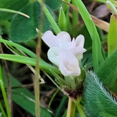 Trifolium subterraneum (Subterranean Clover) at Bruce Ridge to Gossan Hill - 15 Sep 2023 by trevorpreston