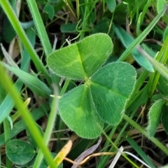 Trifolium subterraneum at Bruce, ACT - 15 Sep 2023