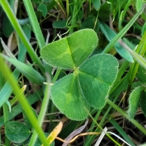 Trifolium subterraneum at Bruce, ACT - 15 Sep 2023