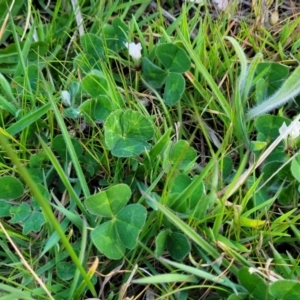 Trifolium subterraneum at Bruce, ACT - 15 Sep 2023