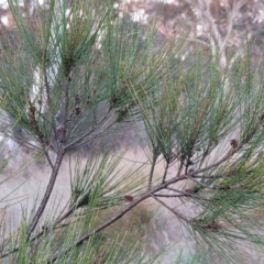 Casuarina cunninghamiana subsp. cunninghamiana (River She-Oak, River Oak) at Flea Bog Flat, Bruce - 15 Sep 2023 by trevorpreston