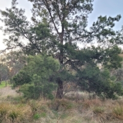 Casuarina cunninghamiana subsp. cunninghamiana at Bruce, ACT - 15 Sep 2023