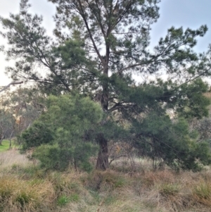 Casuarina cunninghamiana subsp. cunninghamiana at Bruce, ACT - 15 Sep 2023