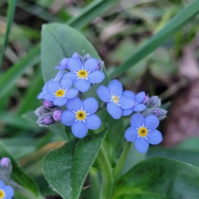 Myosotis laxa subsp. caespitosa (Water Forget-me-not) at Bruce Ridge to Gossan Hill - 15 Sep 2023 by trevorpreston