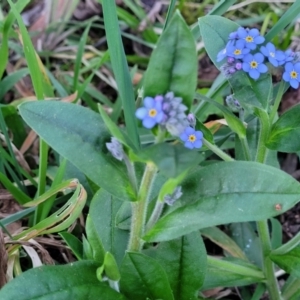 Myosotis laxa subsp. caespitosa at Bruce, ACT - 15 Sep 2023