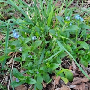 Myosotis laxa subsp. caespitosa at Bruce, ACT - 15 Sep 2023