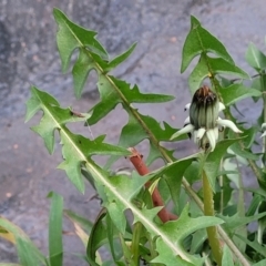 Taraxacum sect. Taraxacum at Bruce, ACT - 15 Sep 2023