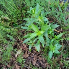 Centranthus ruber at Bruce, ACT - 15 Sep 2023 05:41 PM