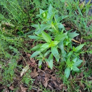 Centranthus ruber at Bruce, ACT - 15 Sep 2023