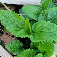 Melissa officinalis (Lemon Balm, Common Balm) at Bruce Ridge to Gossan Hill - 15 Sep 2023 by trevorpreston