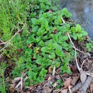 Melissa officinalis at Bruce, ACT - 15 Sep 2023 05:41 PM