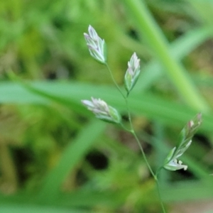 Poa annua at Bruce, ACT - 15 Sep 2023