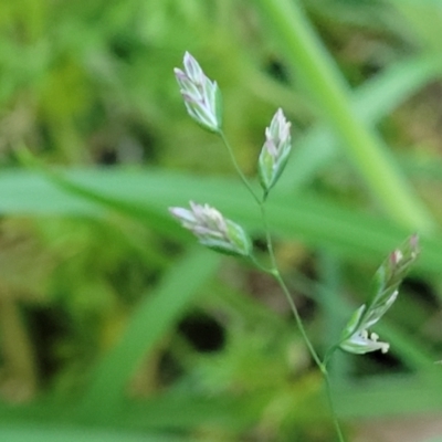 Poa annua (Winter Grass, Annual Poa) at Flea Bog Flat, Bruce - 15 Sep 2023 by trevorpreston