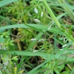 Poa annua at Bruce, ACT - 15 Sep 2023