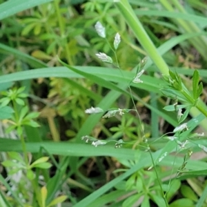 Poa annua at Bruce, ACT - 15 Sep 2023