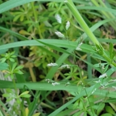 Poa annua at Bruce, ACT - 15 Sep 2023