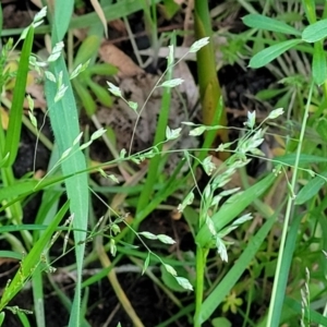 Poa annua at Bruce, ACT - 15 Sep 2023