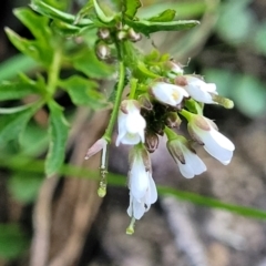 Cardamine hirsuta (Common Bittercress, Hairy Woodcress) at Bruce Ridge to Gossan Hill - 15 Sep 2023 by trevorpreston