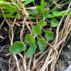 Cardamine hirsuta at Bruce, ACT - 15 Sep 2023