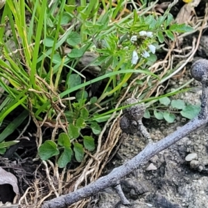 Cardamine hirsuta at Bruce, ACT - 15 Sep 2023