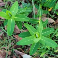 Euphorbia oblongata (Egg-leaf Spurge) at Bruce Ridge to Gossan Hill - 15 Sep 2023 by trevorpreston