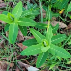 Euphorbia oblongata (Egg-leaf Spurge) at Flea Bog Flat, Bruce - 15 Sep 2023 by trevorpreston