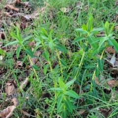 Euphorbia oblongata at Bruce, ACT - 15 Sep 2023