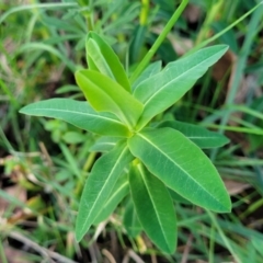 Euphorbia oblongata at Bruce, ACT - 15 Sep 2023