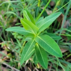 Euphorbia oblongata at Bruce, ACT - 15 Sep 2023 05:37 PM