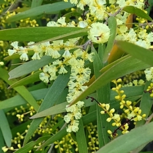 Acacia floribunda at Bruce, ACT - 15 Sep 2023