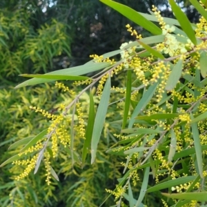 Acacia floribunda at Bruce, ACT - 15 Sep 2023 05:35 PM