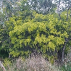 Acacia floribunda at Bruce, ACT - 15 Sep 2023