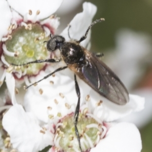 Bibio imitator at Hawker, ACT - 27 Nov 2022 11:57 AM