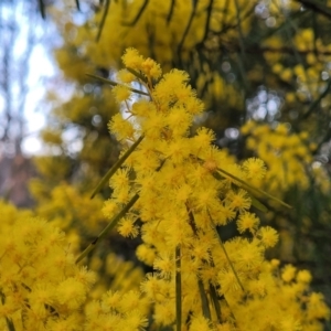 Acacia boormanii at Bruce, ACT - 15 Sep 2023