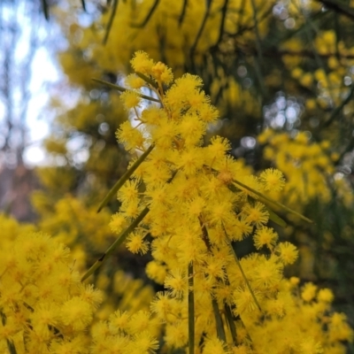 Acacia boormanii (Snowy River Wattle) at Bruce, ACT - 15 Sep 2023 by trevorpreston