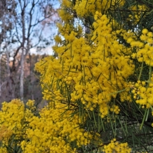 Acacia boormanii at Bruce, ACT - 15 Sep 2023 05:34 PM