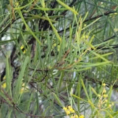 Acacia boormanii at Bruce, ACT - 15 Sep 2023 05:34 PM